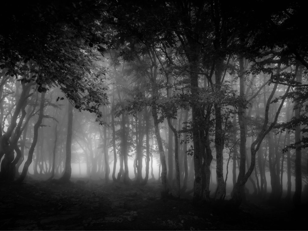 Forêt onirique