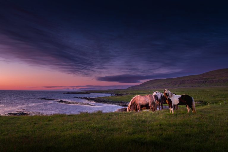 chevaux islandais