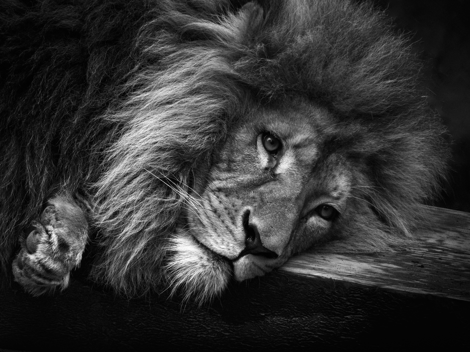 rêve de savane