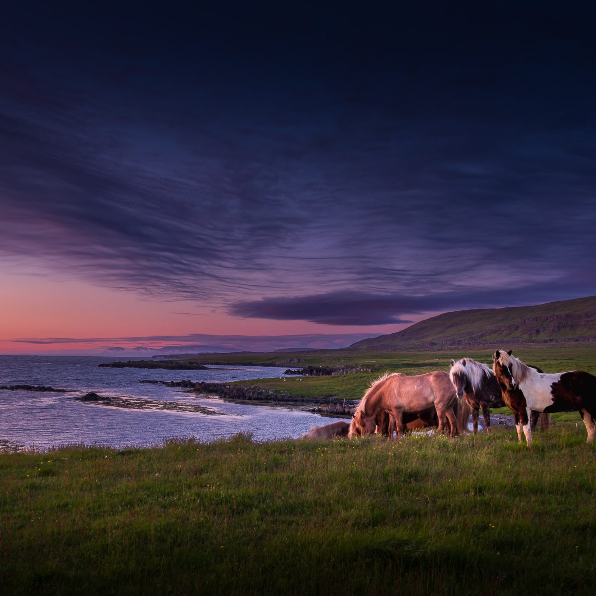 chevaux islandais