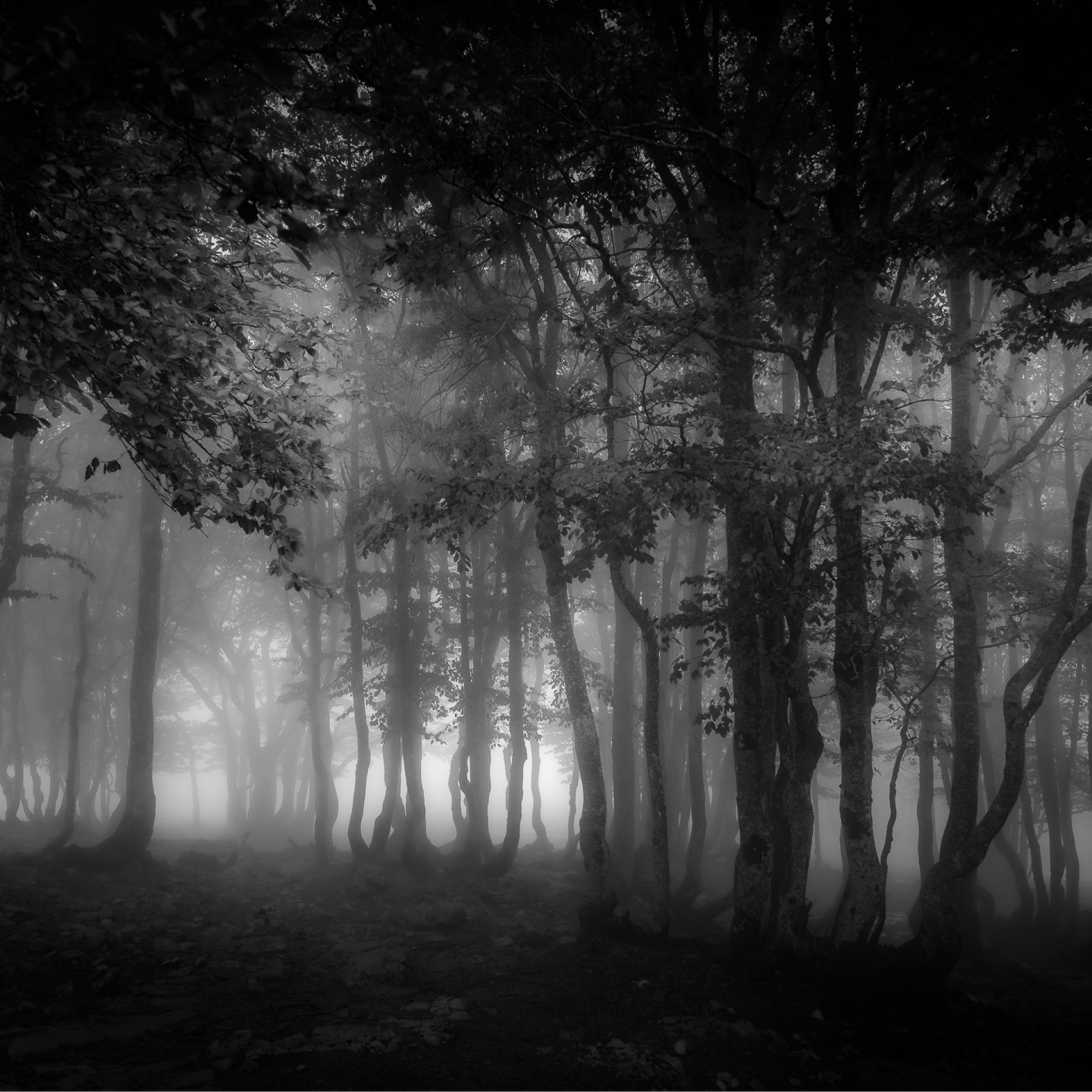 la forêt enchantée / forêt onirique