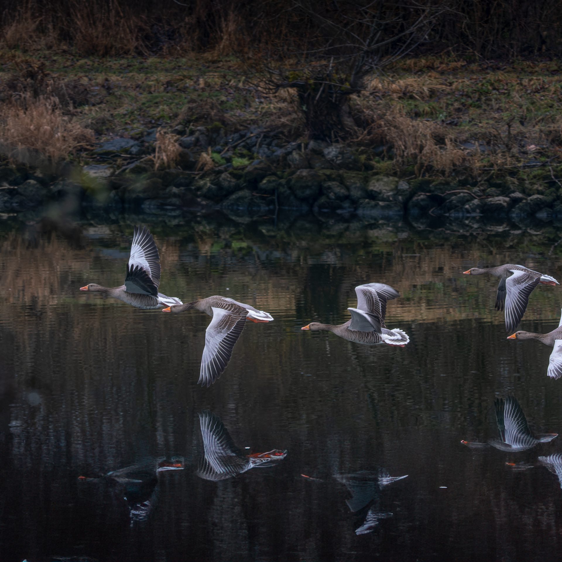 dscf6123 raf dxo deepprimexd modifier