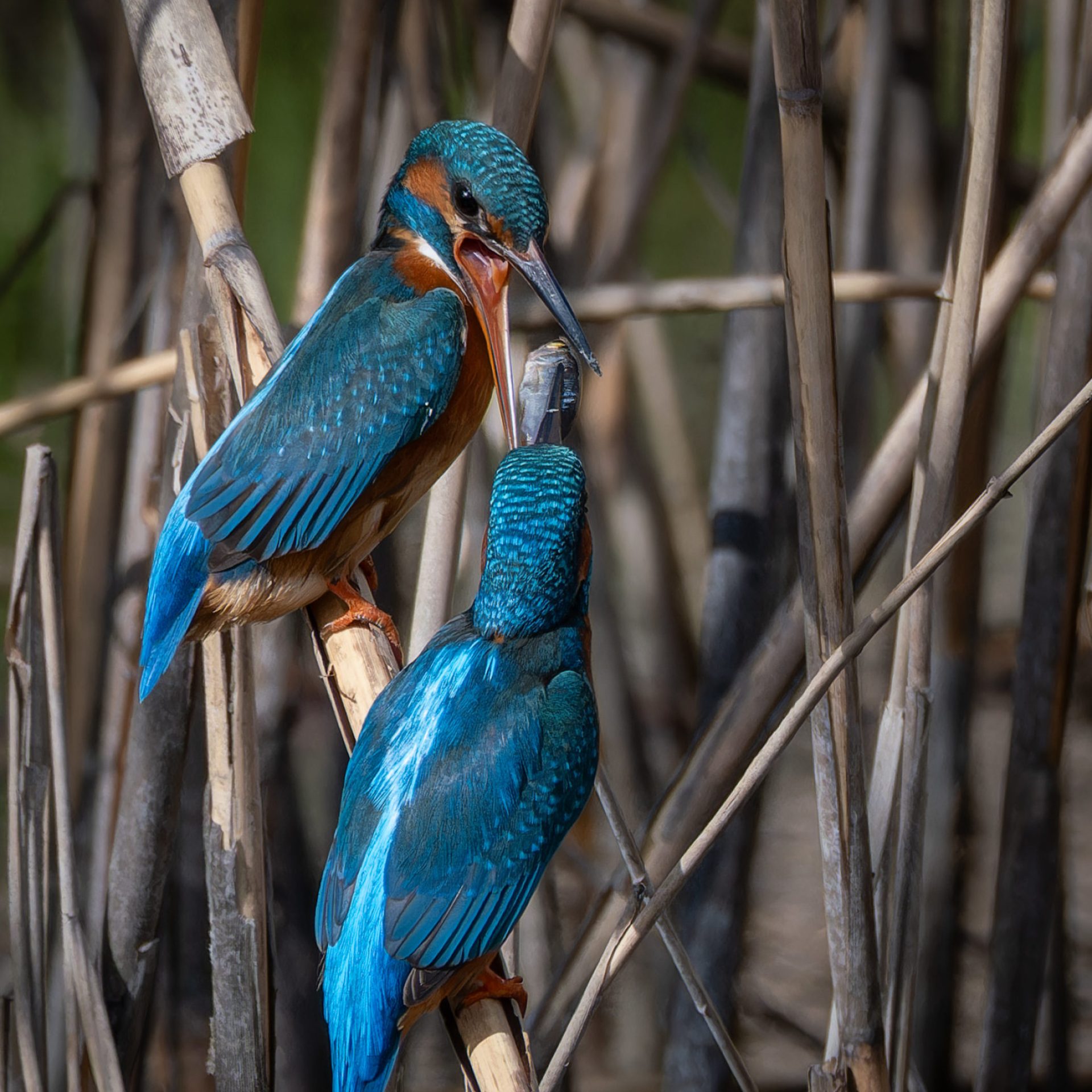 dsf0916 raf dxo deepprimexd2