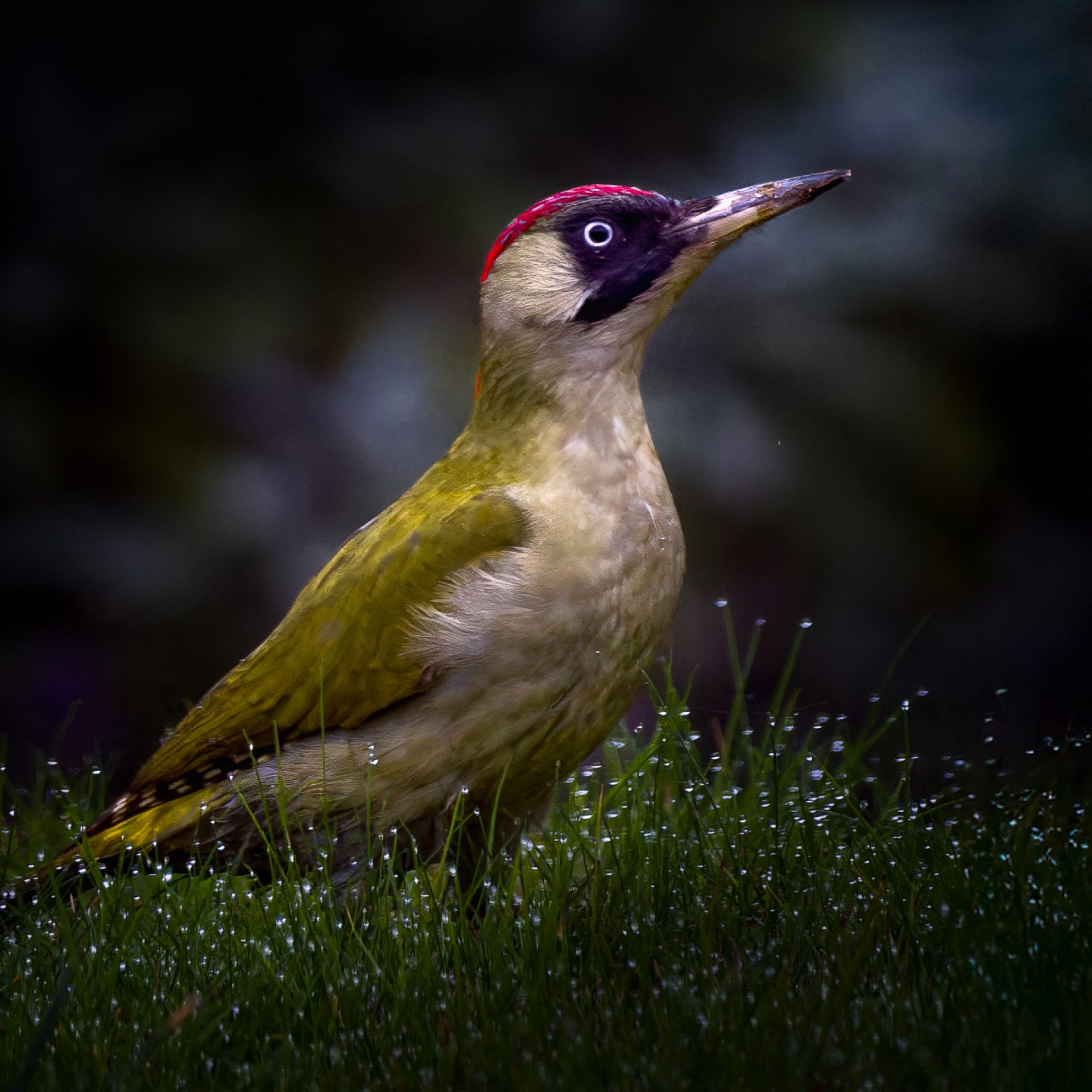 dsf2064 dxo deepprime xd2s modifier 2