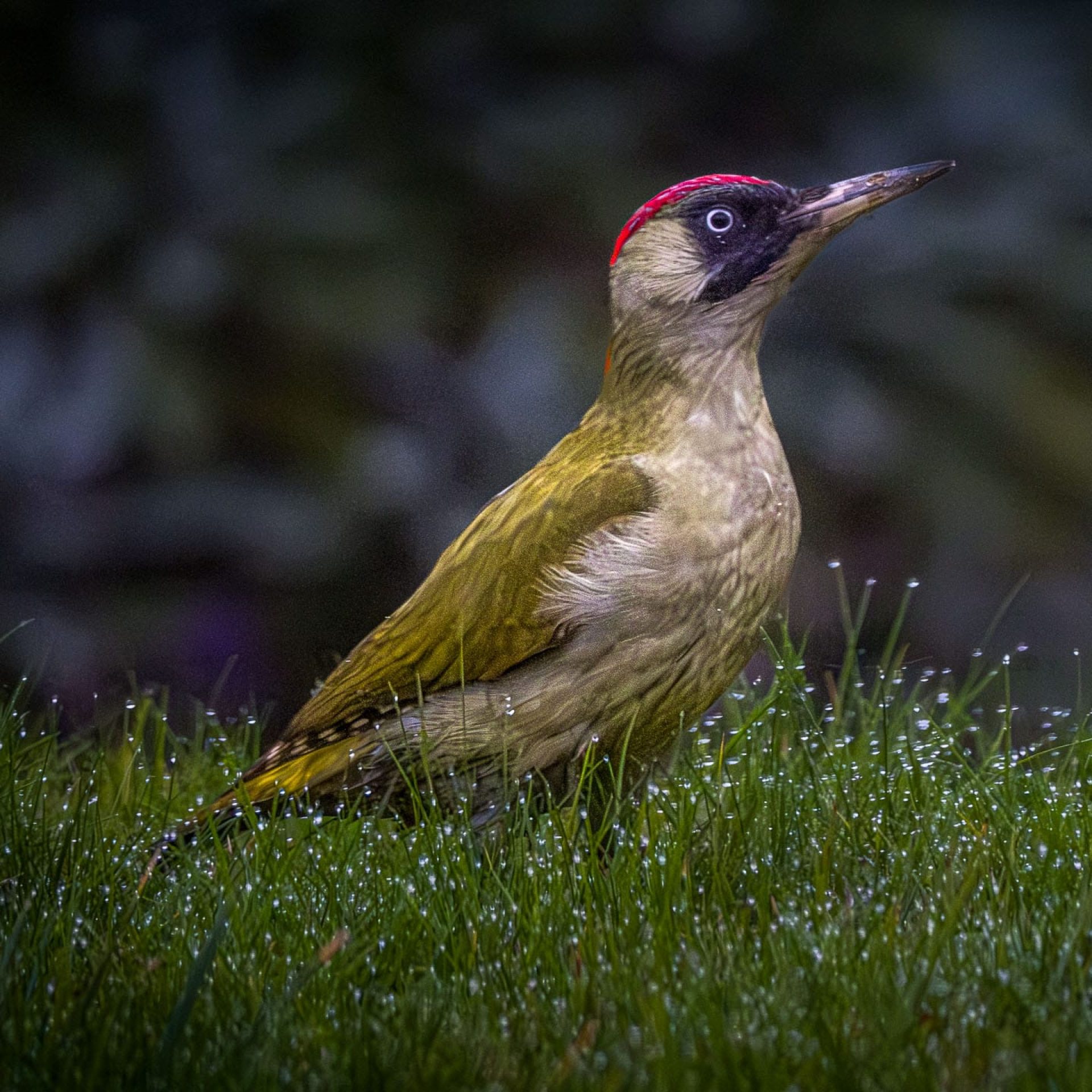 dsf2064 light
