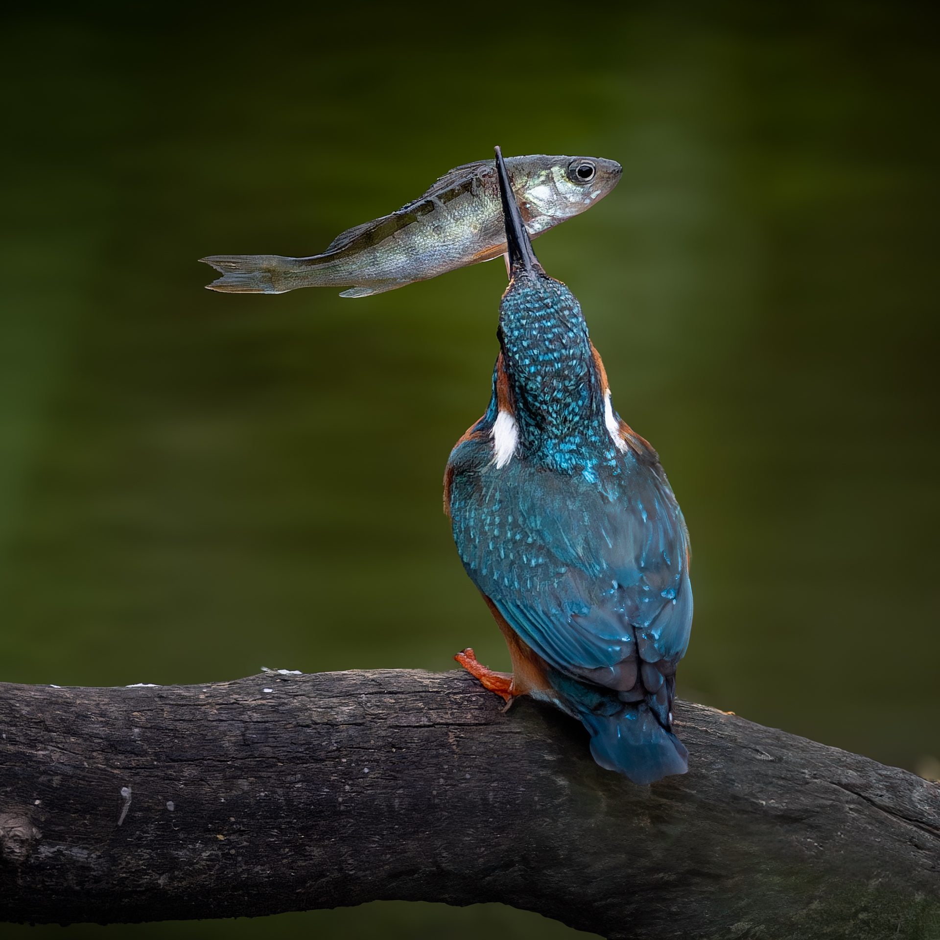 dsf3418 raf dxo deepprimexd2 modifier