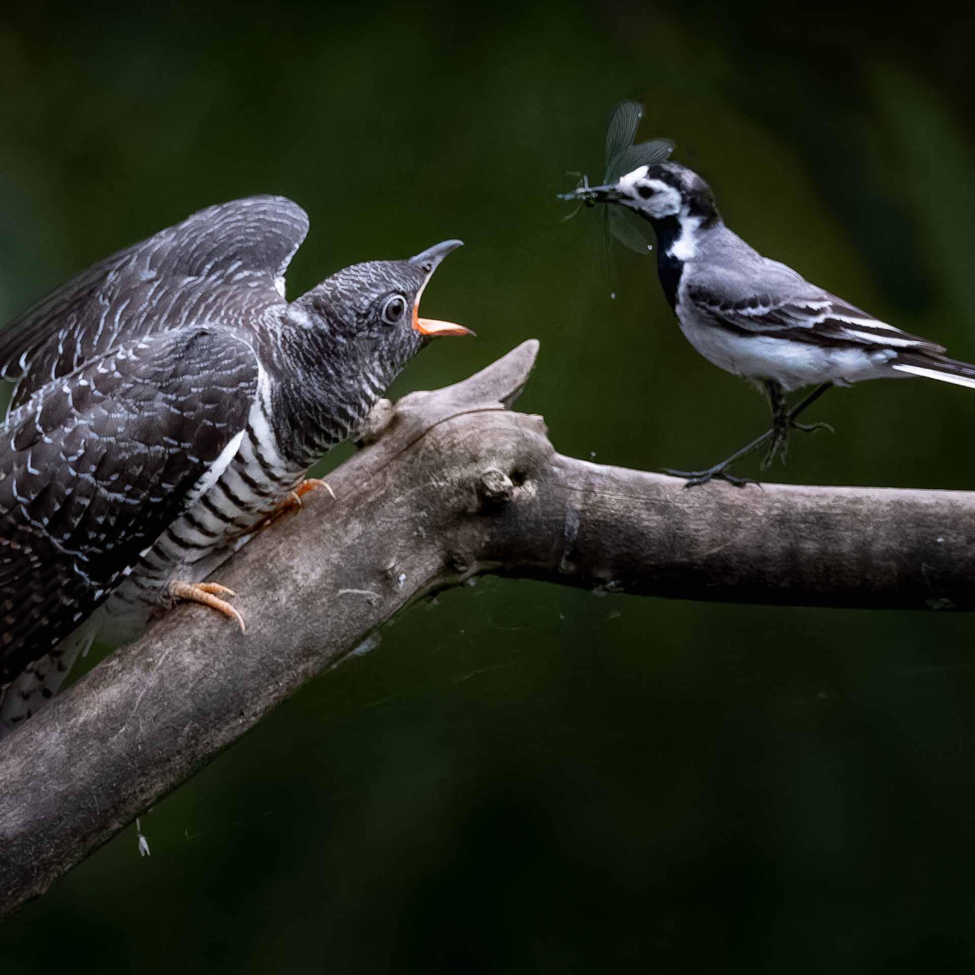 dsf8838 raf dxo deepprimexd2 modifier