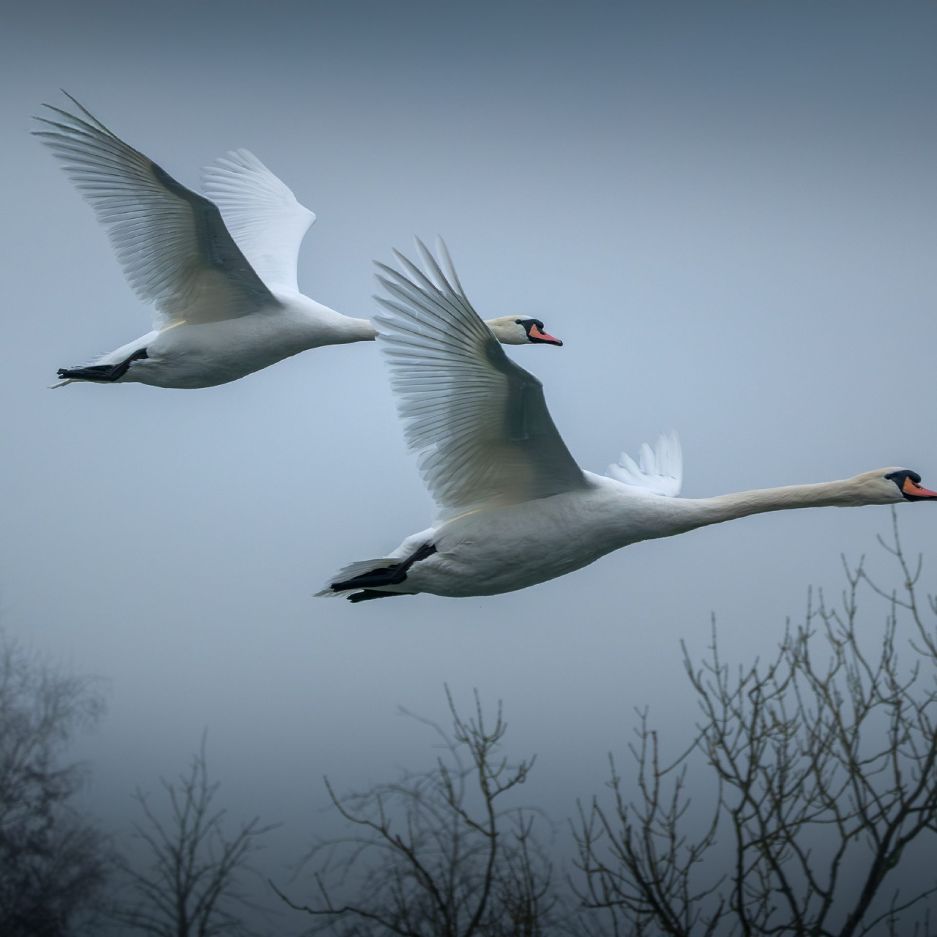 dsf9905 avec accentuation bruit modifier